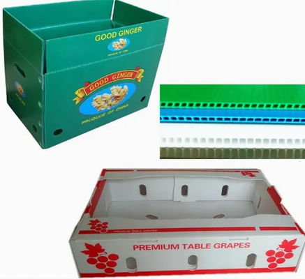 2400x1200 2440x1220 Fruit Vegetable Box Plastic Corrugated